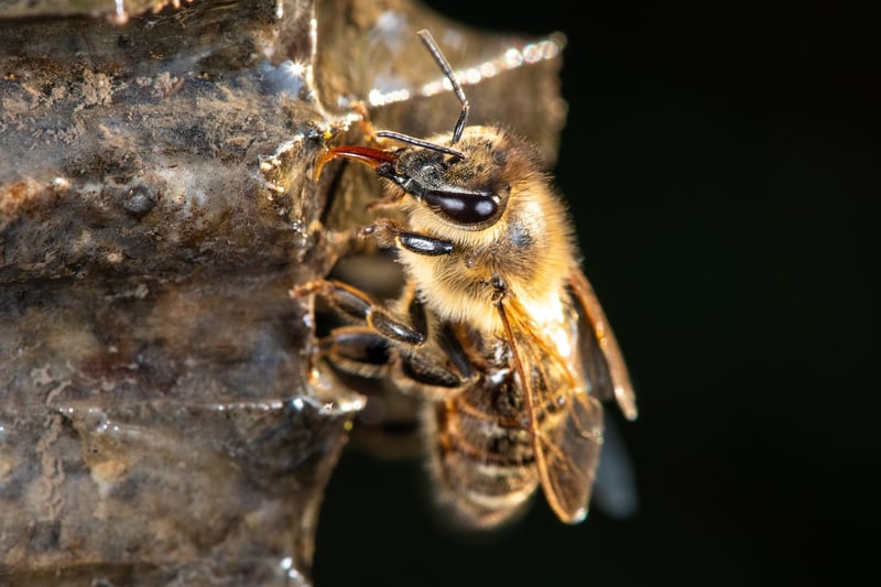 Beekeeping Image